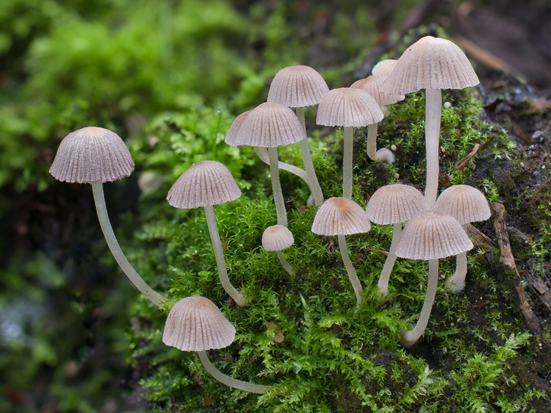 Coprinellus disseminatus